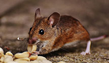 24 Hour & Emergency Exterminators in Dunn Loring, VA